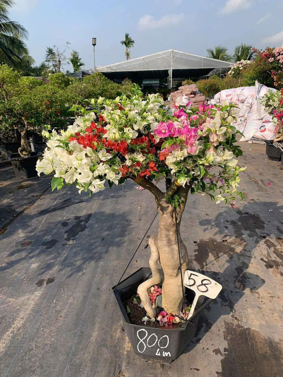 [CSF] Cây Hoa Giấy Gốc Bonsai Ghép Nhiều Màu - Ưa Nắng - Dễ Chăm - Cây Khoẻ - Nhiều Màu