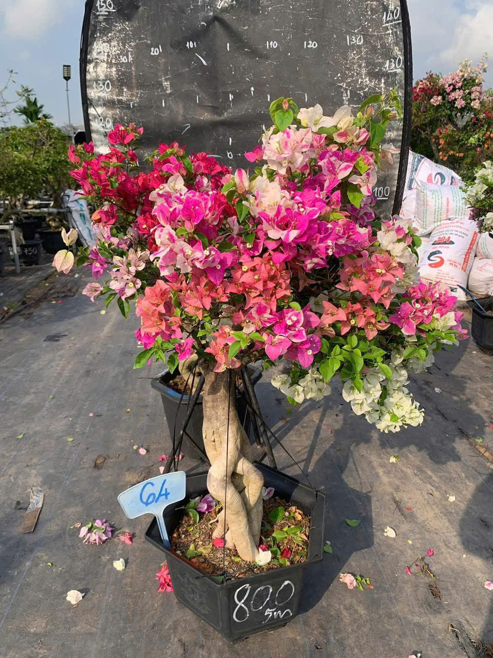 [CSF] Cây Hoa Giấy Gốc Bonsai Ghép Nhiều Màu - Ưa Nắng - Dễ Chăm - Cây Khoẻ - Nhiều Màu