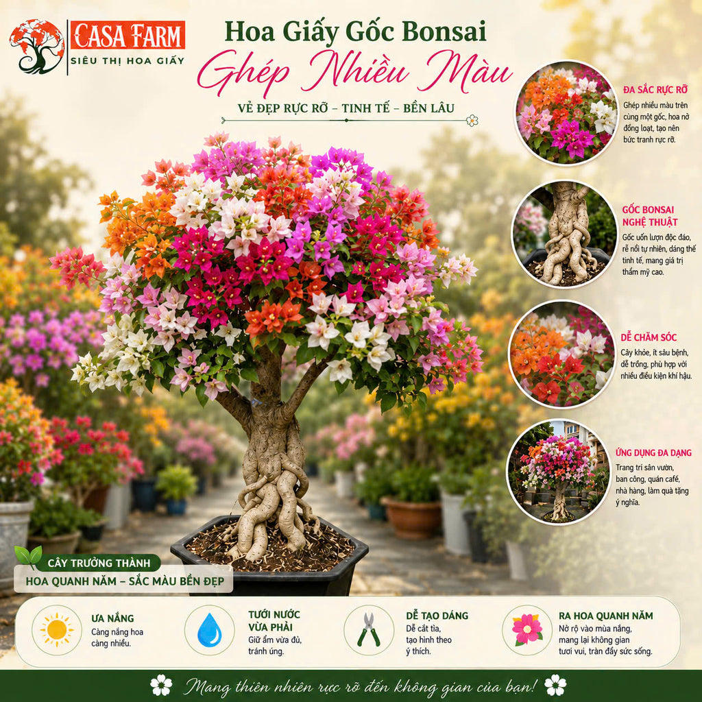 [CSF] Cây Hoa Giấy Gốc Bonsai Ghép Nhiều Màu - Ưa Nắng - Dễ Chăm - Cây Khoẻ - Nhiều Màu