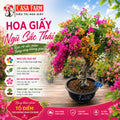 [CSF] Hoa Giấy Ngũ Sắc Thái 5 Màu Rực Rỡ - Cây Khỏe - Bao Chuẩn Màu - Ưa Nắng - Dễ Chăm
