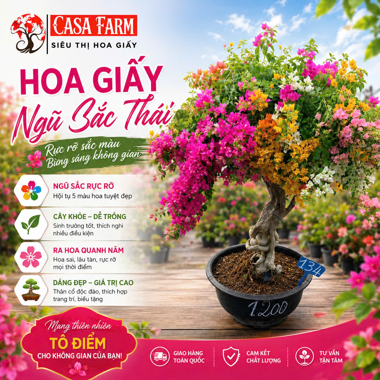 [CSF] Hoa Giấy Ngũ Sắc Thái 5 Màu Rực Rỡ - Cây Khỏe - Bao Chuẩn Màu - Ưa Nắng - Dễ Chăm