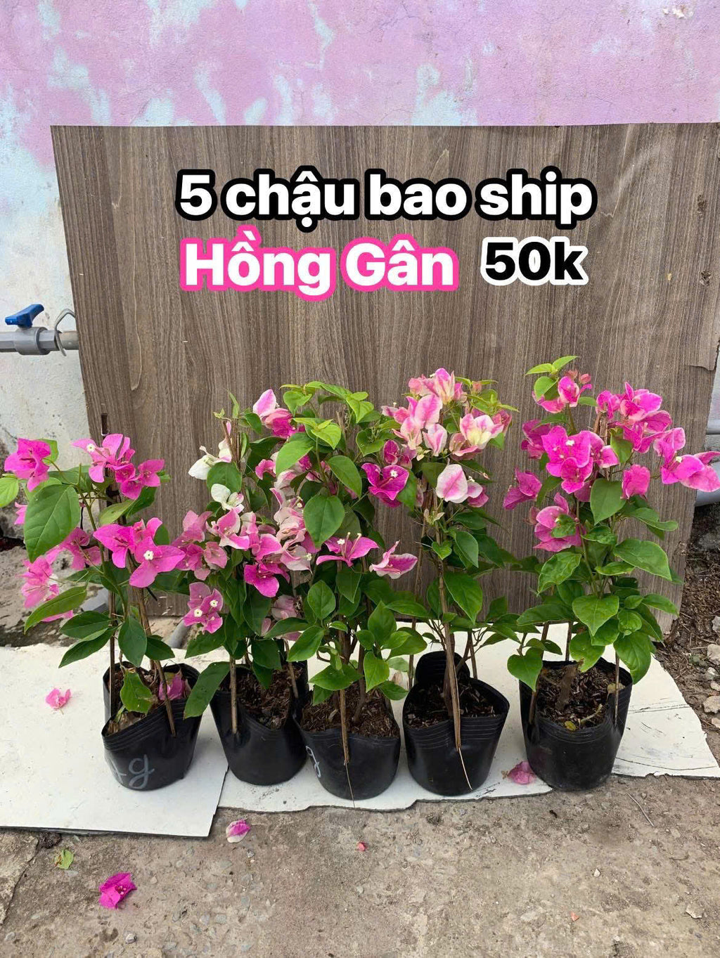 [CSF] Cây Giống Hoa Giấy Hồng Gân - Ưa Nắng - Chăm Siêu Dễ - Sai Hoa - Siêu Hoa