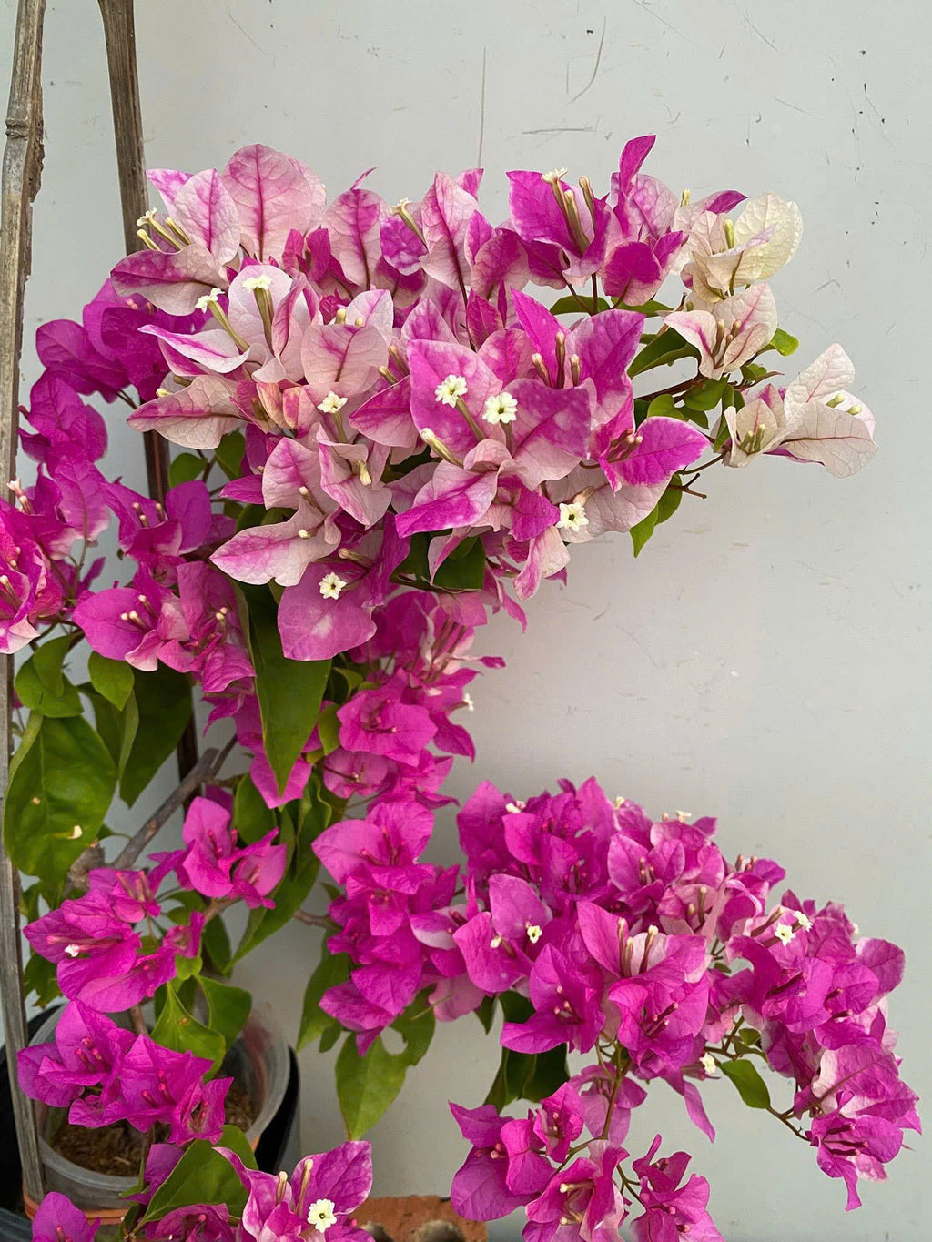 [CSF] Cây Giống Hoa Giấy Hồng Gân - Ưa Nắng - Chăm Siêu Dễ - Sai Hoa - Siêu Hoa