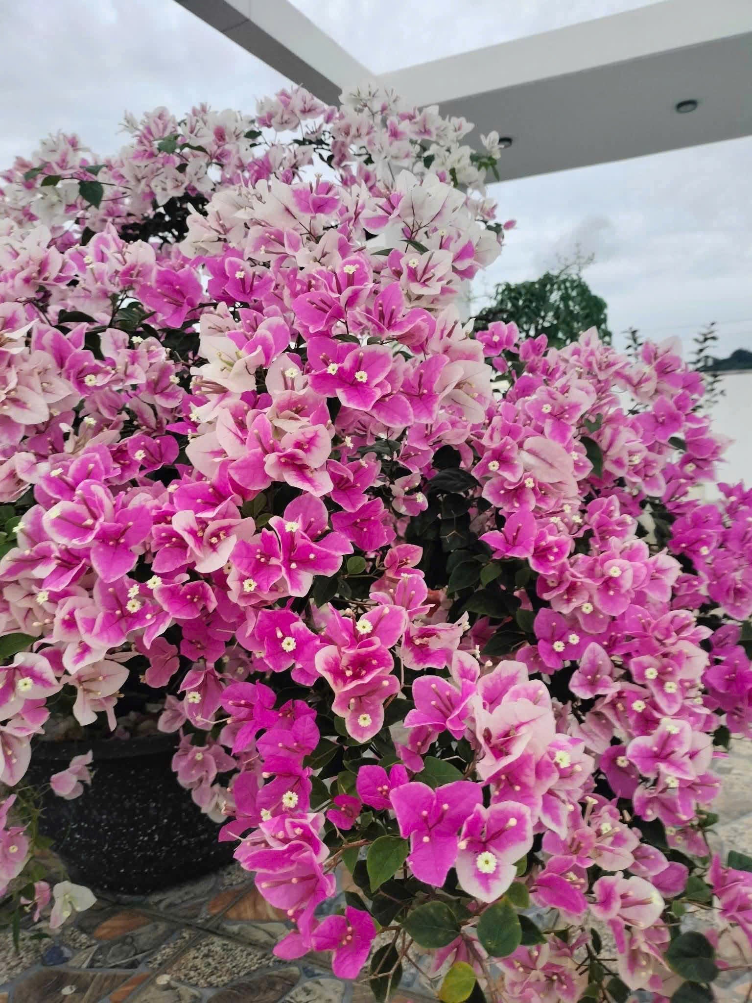 [CSF] Cây Giống Hoa Giấy Hồng Gân - Ưa Nắng - Chăm Siêu Dễ - Sai Hoa - Siêu Hoa
