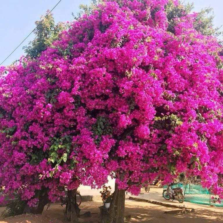 [CSF] Cây Giống Hoa Giấy Hồng Xác Pháo - Màu Sắc Rực Rỡ - Dễ Chăm - Ưa Nắng - Cây Khỏe