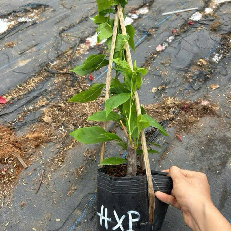 [CSF] Cây Giống Hoa Giấy Hồng Xác Pháo - Màu Sắc Rực Rỡ - Dễ Chăm - Ưa Nắng - Cây Khỏe
