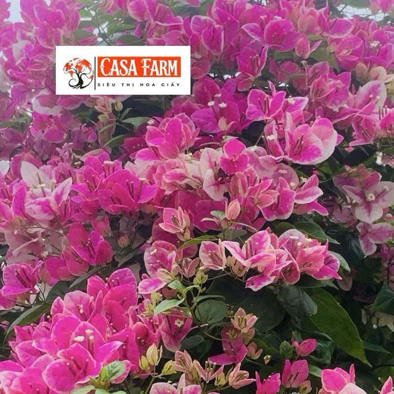 [CSF] Cây Giống Hoa Giấy Hồng Gân - Ưa Nắng - Chăm Siêu Dễ - Sai Hoa - Siêu Hoa