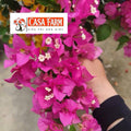 [CSF] Cây Giống Hoa Giấy Hồng Thái - Sai Hoa - Siêu Hoa - Ưa Nắng
