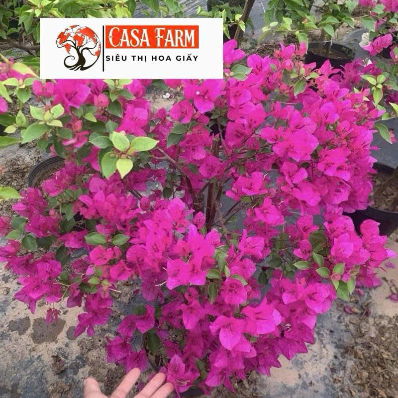 [CSF] Cây Giống Hoa Giấy Hồng Xác Pháo - Màu Sắc Rực Rỡ - Dễ Chăm - Ưa Nắng - Cây Khỏe