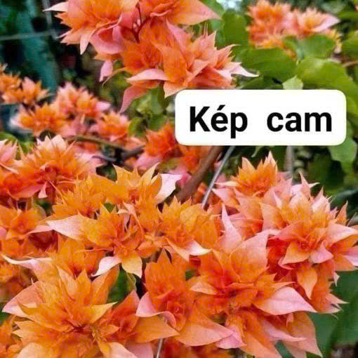 [CSF] Cây Giống Hoa Giấy Kép Cam - Ưa Nắng - Dễ Dàng Chăm Sóc - Hoa Kép Siêu Xinh