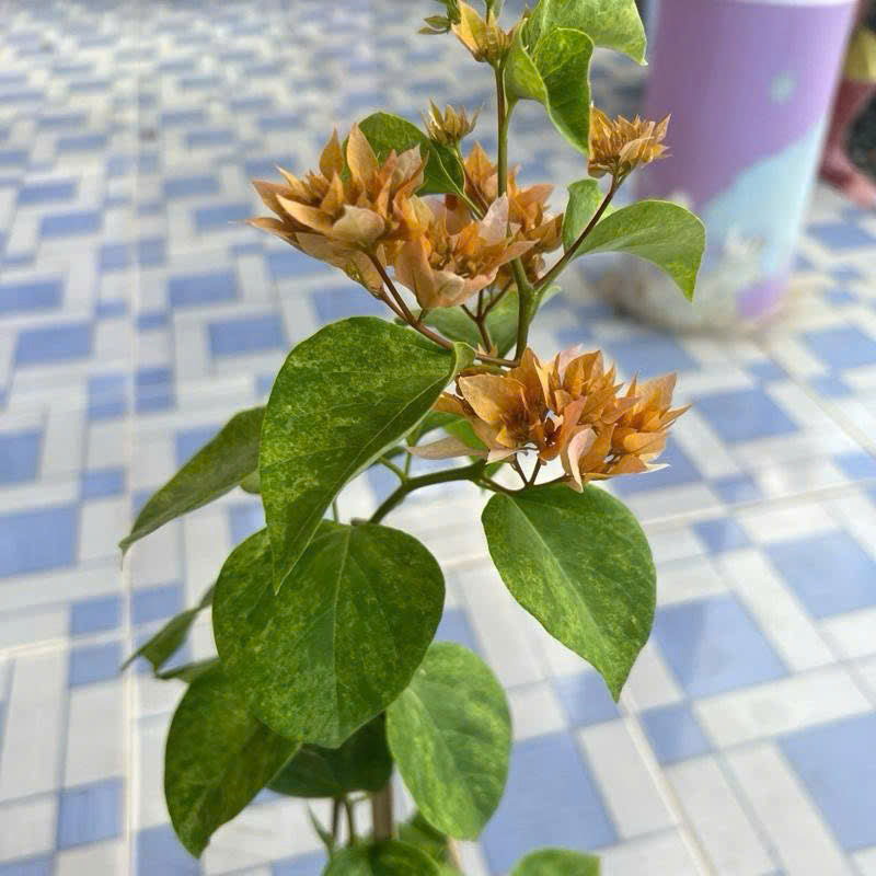 [CSF] Cây Giống Hoa Giấy Kép Cam Kim Cương - Màu Sắc Tươi Sáng - Lá Có Chấm Trắng - Ưa Nắng - Sai Hoa