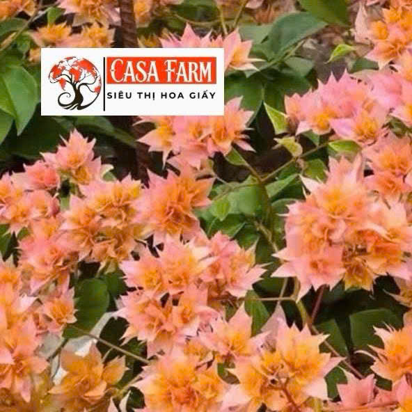 [CSF] Cây Giống Hoa Giấy Kép Cam Kim Cương - Màu Sắc Tươi Sáng - Lá Có Chấm Trắng - Ưa Nắng - Sai Hoa