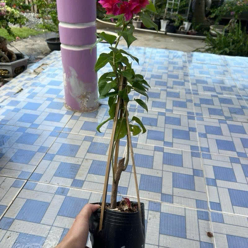 [CSF] Cây Giống Hoa Giấy Kép Đỏ - Màu Hoa Rực Rỡ - Dễ Chăm - Ưa Nắng - Bộ Rễ Khỏe