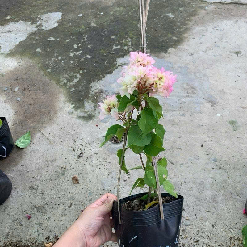 [CSF] Cây Giống Hoa Giấy Kép Trắng - Màu Sắc Tinh Khôi - Ưa Nắng - Bộ Rễ Khỏe