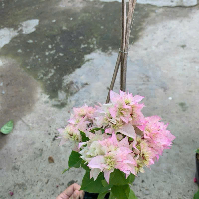 [CSF] Cây Giống Hoa Giấy Kép Trắng - Màu Sắc Tinh Khôi - Ưa Nắng - Bộ Rễ Khỏe