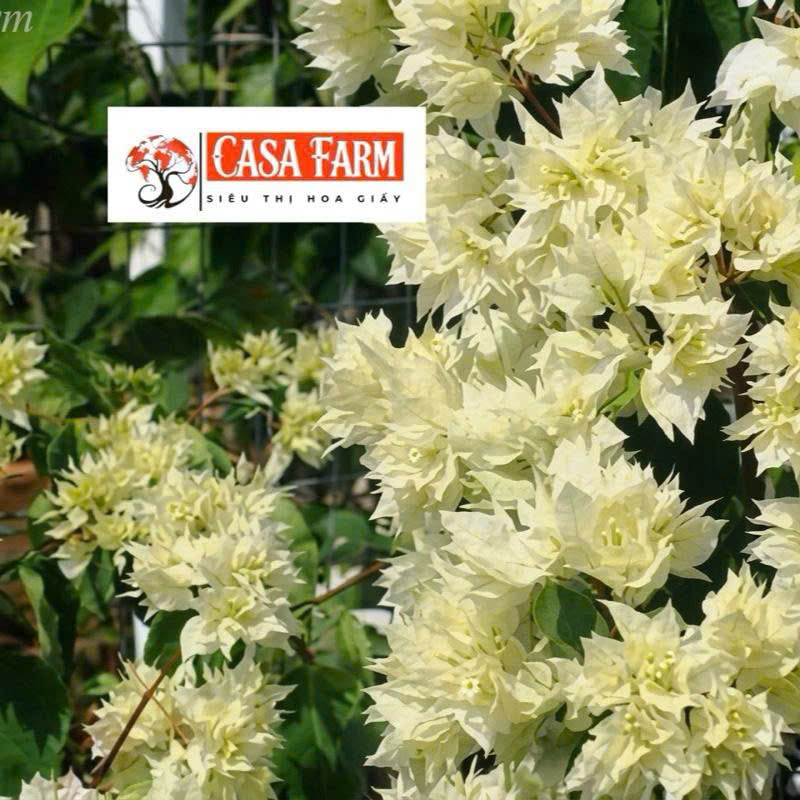 [CSF] Cây Giống Hoa Giấy Kép Trắng - Màu Sắc Tinh Khôi - Ưa Nắng - Bộ Rễ Khỏe