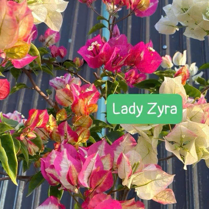 [CSF] Cây Giống Hoa Giấy Lady Zyra - Vẻ Đẹp Kiêu Sa - Đổi Màu Siêu Xinh - Dễ Chăm