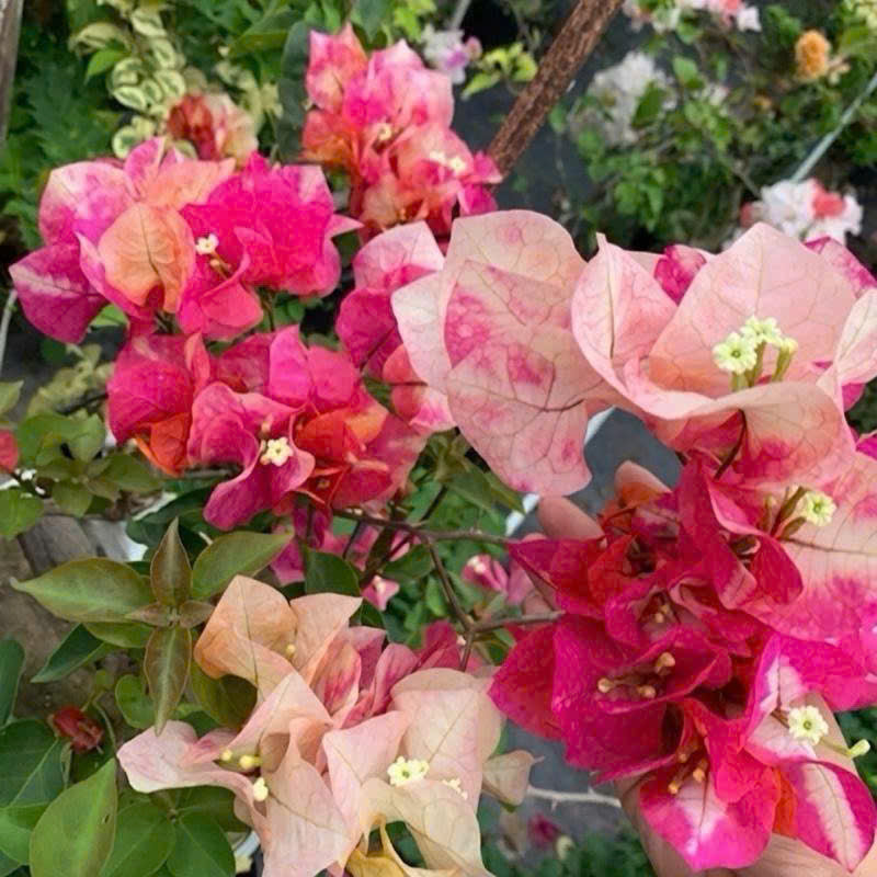 [CSF] Cây Giống Hoa Giấy Mary Gold - Màu Sắc Tươi Mới - Tạo Điểm Nhấn Cho Ngôi Nhà - Ưa Nắng