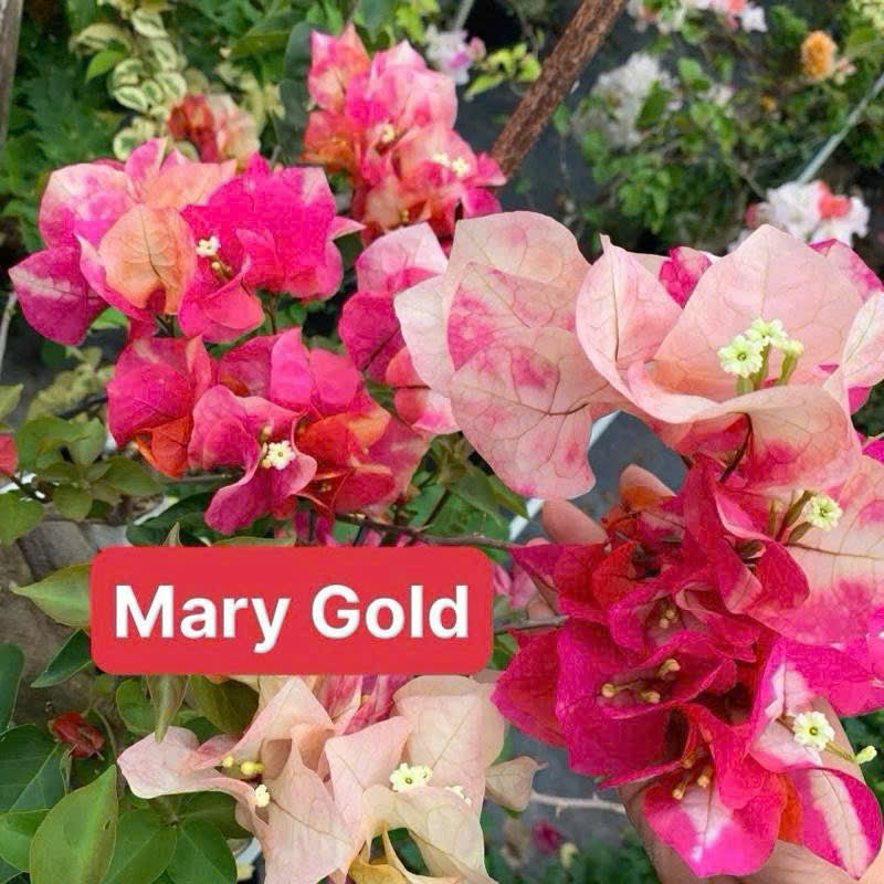 [CSF] Cây Giống Hoa Giấy Mary Gold - Màu Sắc Tươi Mới - Tạo Điểm Nhấn Cho Ngôi Nhà - Ưa Nắng