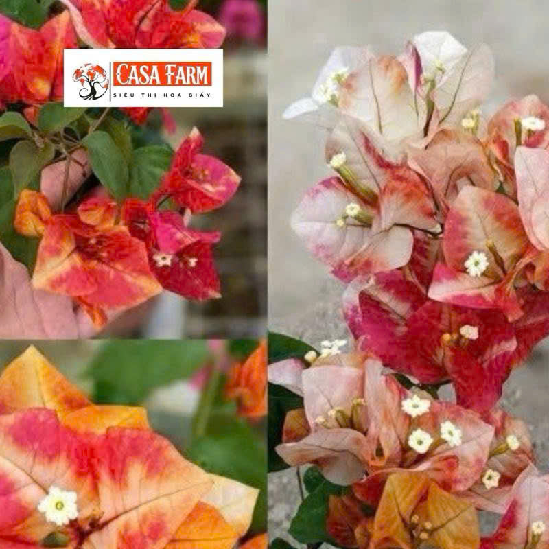 [CSF] Cây Giống Hoa Giấy Monduring - Bộ Rễ Khỏe - Cây Ưa Nắng