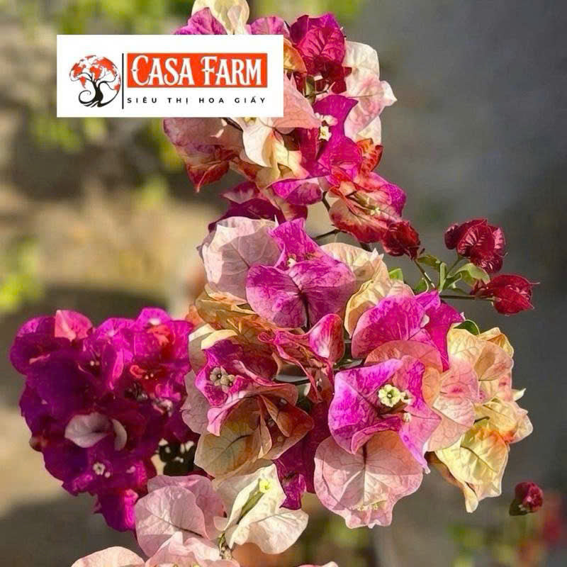 [CSF] Cây Giống Hoa Giấy Murayama - Màu Sắc Hài Hòa - Dòng Ưa Nắng - Cây Khỏe