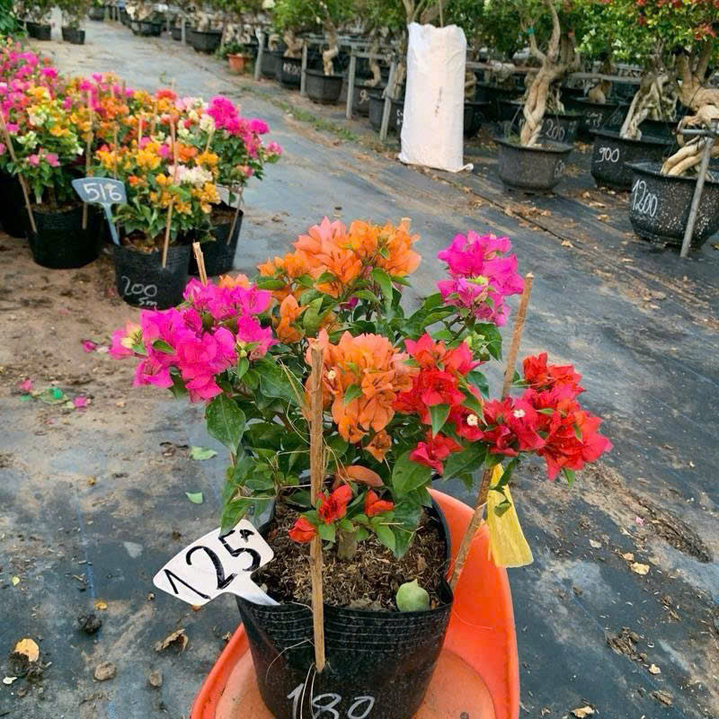 [CSF] Hoa Giấy Nhiều Màu Mini (Mini Grafted 3, 4, 5 Color Plant)