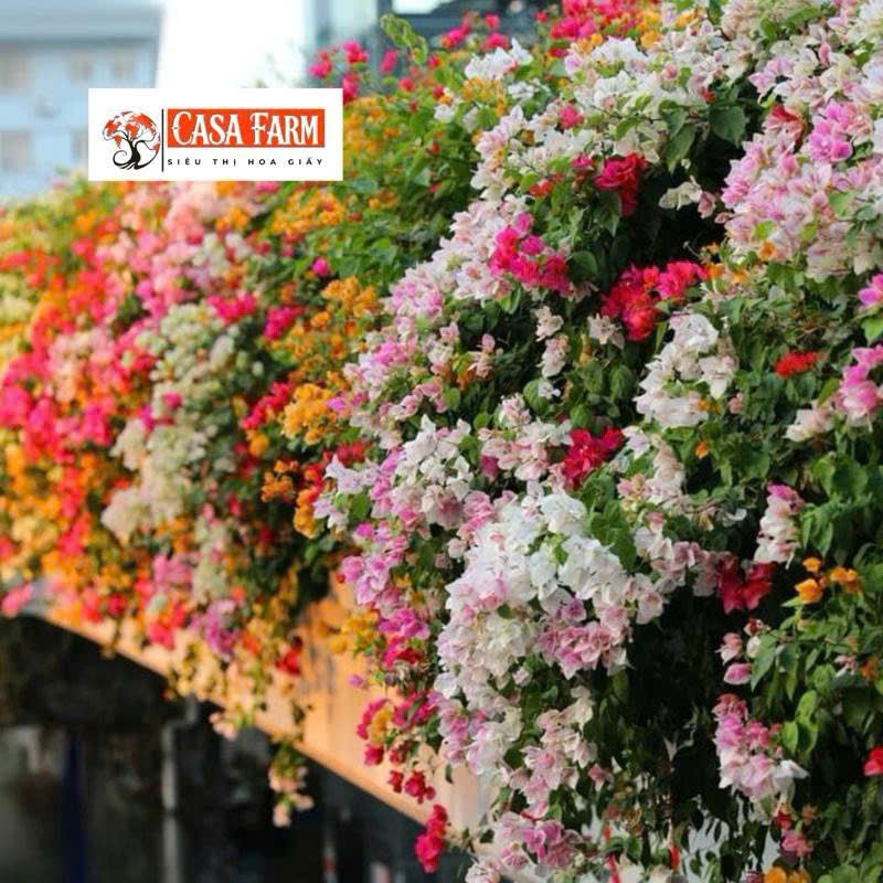 [CSF] Hoa Giấy Nhiều Màu Mini (Mini Grafted 3, 4, 5 Color Plant)