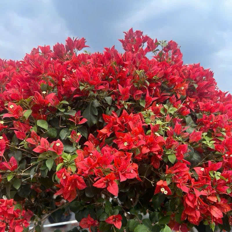 [CSF] Cây Giống Hoa Giấy Redbrizza - Màu Đỏ Đô - Dòng Bền Hoa - Siêu Hoa - Sai Hoa