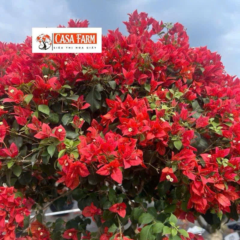 [CSF] Cây Giống Hoa Giấy Redbrizza - Màu Đỏ Đô - Dòng Bền Hoa - Siêu Hoa - Sai Hoa