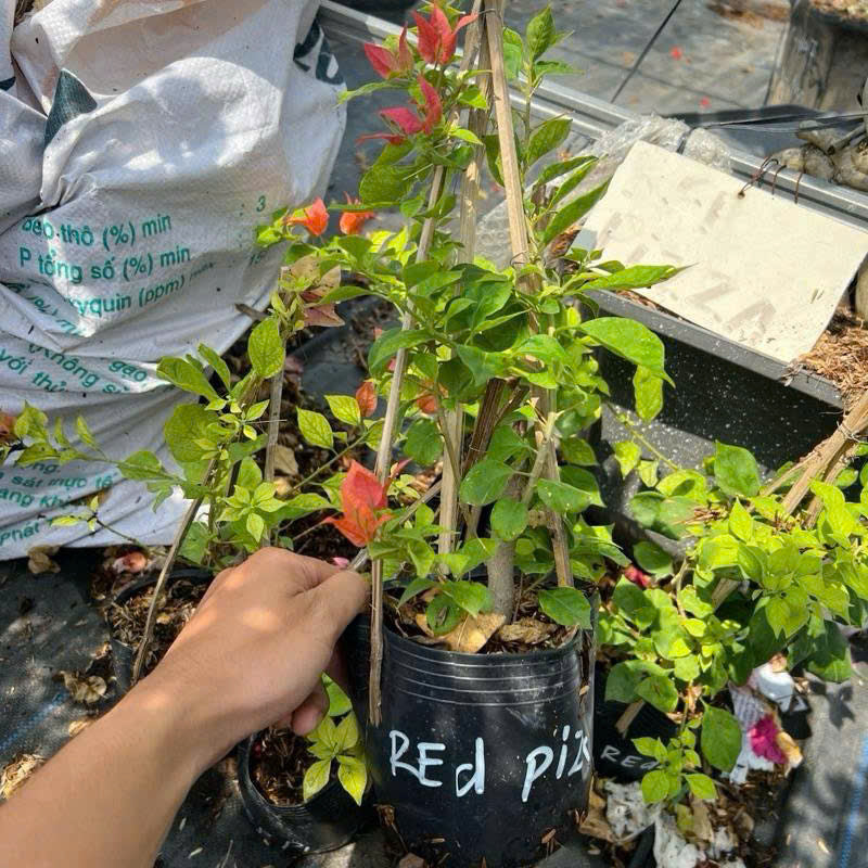 [CSF] Cây Giống Hoa Giấy Redbrizza - Màu Đỏ Đô - Dòng Bền Hoa - Siêu Hoa - Sai Hoa
