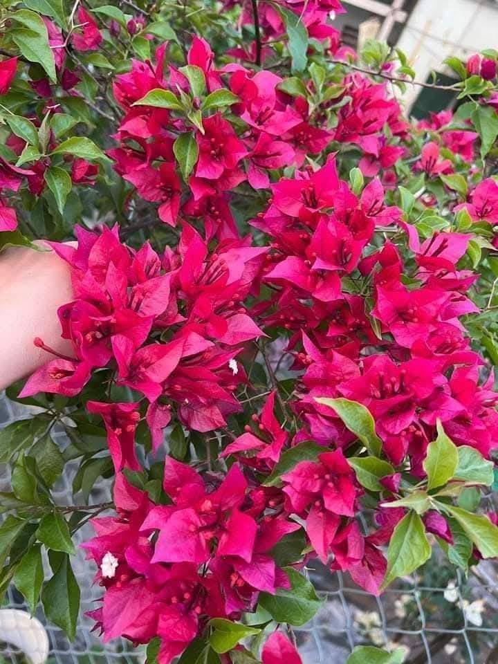 [CSF] Cây Giống Hoa Giấy Ruby Lửa - Dòng Sai Hoa - Siêu Hoa - Dễ Chăm - Ưa Nắng