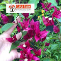 [CSF] Cây Giống Hoa Giấy Ruby Lửa - Dòng Sai Hoa - Siêu Hoa - Dễ Chăm - Ưa Nắng