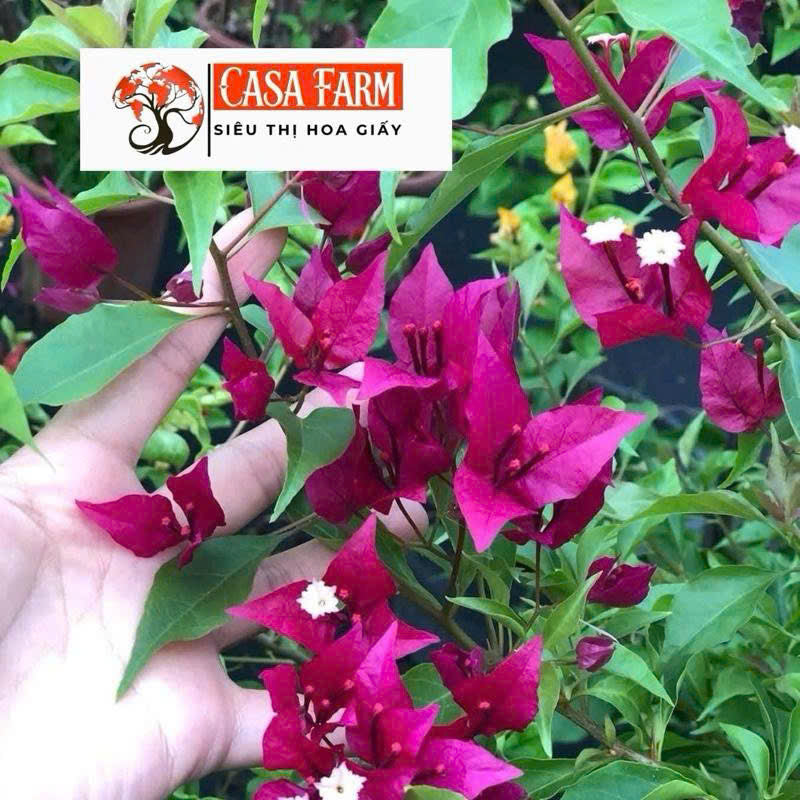 [CSF] Cây Giống Hoa Giấy Ruby Lửa - Dòng Sai Hoa - Siêu Hoa - Dễ Chăm - Ưa Nắng