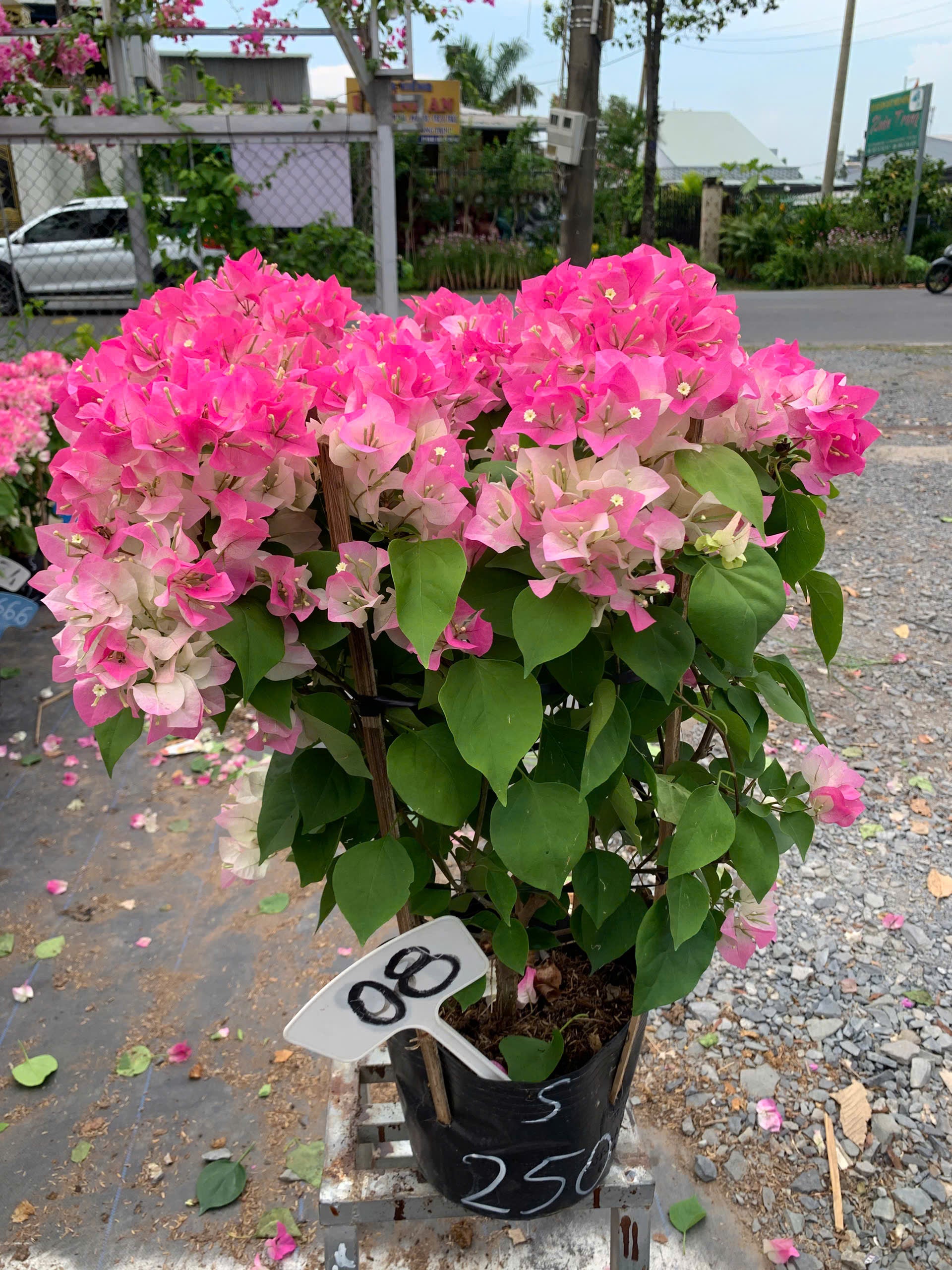 [CSF] Hoa Giấy Sakura Phớt Hồng - Dễ Chăm Cây Khỏe - Chuyên Leo - Ưa Nắng