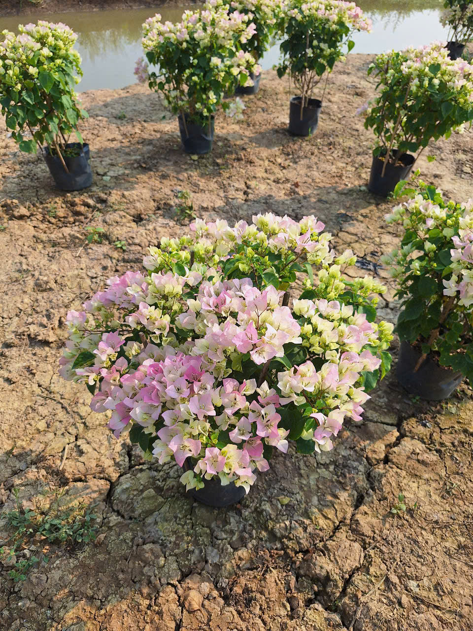 [CSF] Hoa Giấy Sakura Phớt Hồng - Dễ Chăm Cây Khỏe - Chuyên Leo - Ưa Nắng