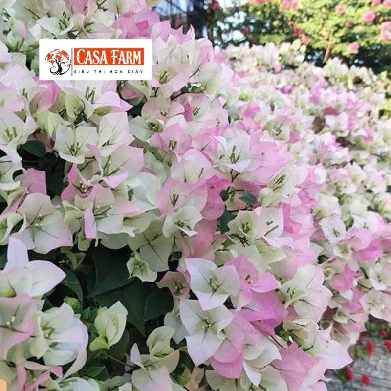 [CSF] Cây Giống Hoa Giấy Sakura - Ưa Nắng - Cây Khỏe - Bộ Rễ Tốt - Sai Hoa