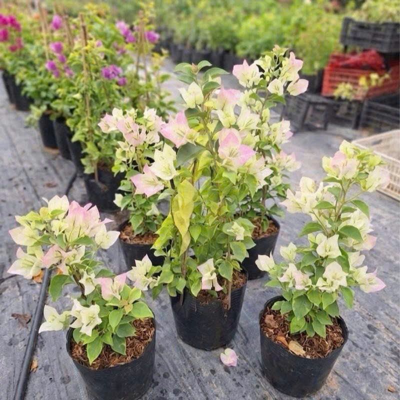 [CSF] Cây Giống Hoa Giấy Sakura - Ưa Nắng - Cây Khỏe - Bộ Rễ Tốt - Sai Hoa
