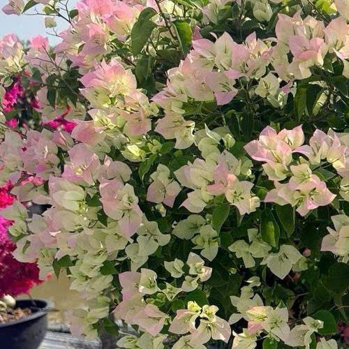 [CSF] Cây Giống Hoa Giấy Sakura - Ưa Nắng - Cây Khỏe - Bộ Rễ Tốt - Sai Hoa