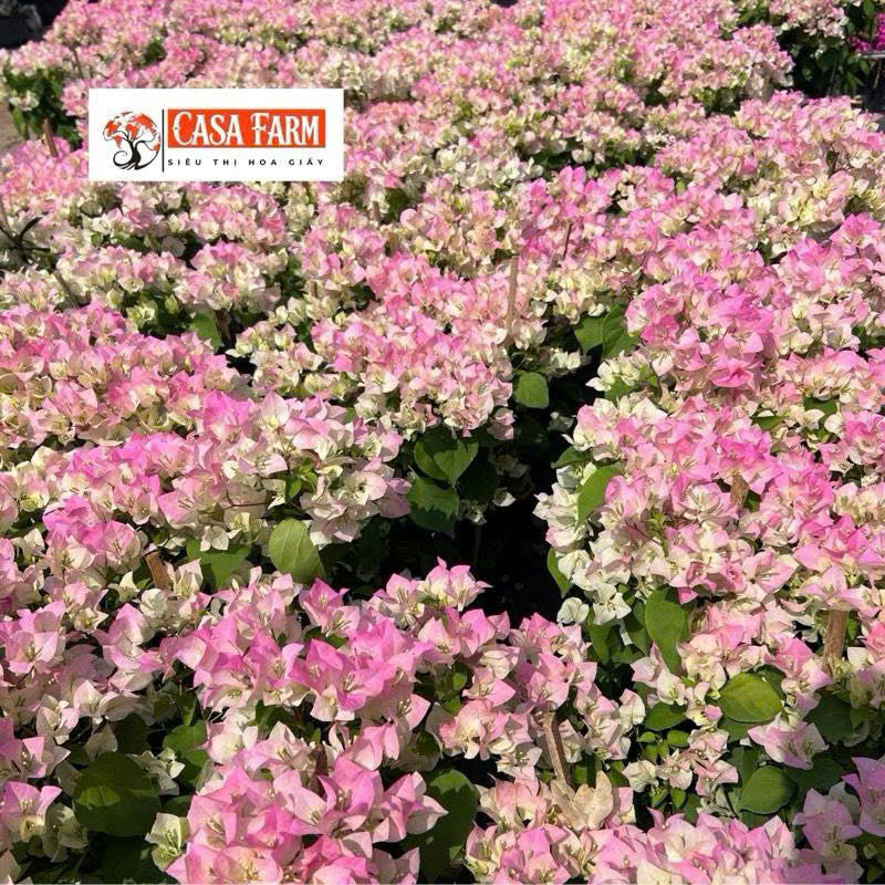 [CSF] Hoa Giấy Sakura Phớt Hồng - Dễ Chăm Cây Khỏe - Chuyên Leo - Ưa Nắng