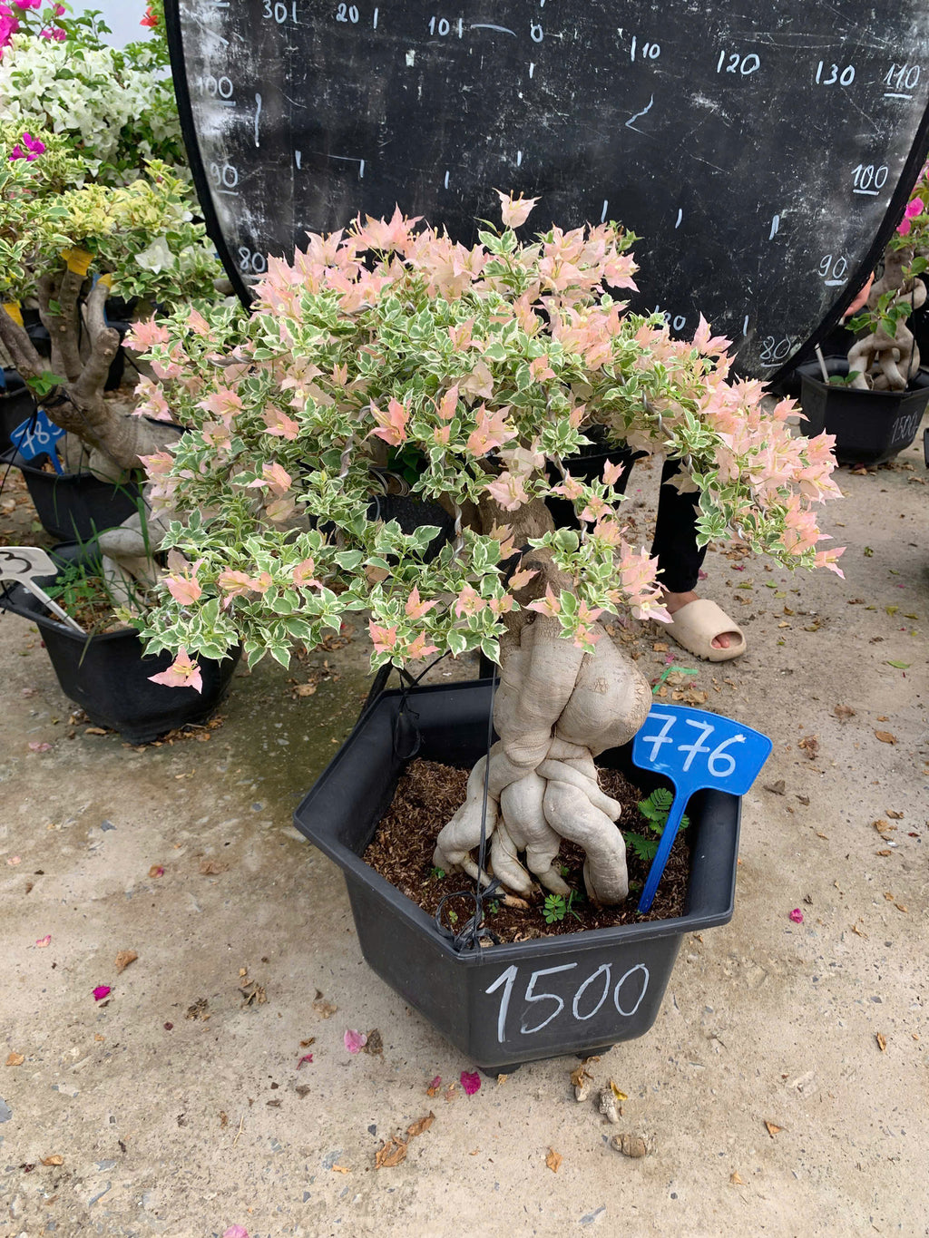 [CSF] Hoa Giấy Bonsai Cẩm Thạch Sakura Balecan  - Kiểu Dáng Tinh Tế - Màu Hoa Nhẹ Nhàng