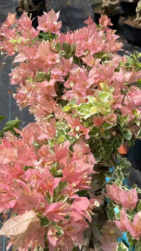 [CSF] Hoa Giấy Bonsai Cẩm Thạch Sakura Balecan  - Kiểu Dáng Tinh Tế - Màu Hoa Nhẹ Nhàng