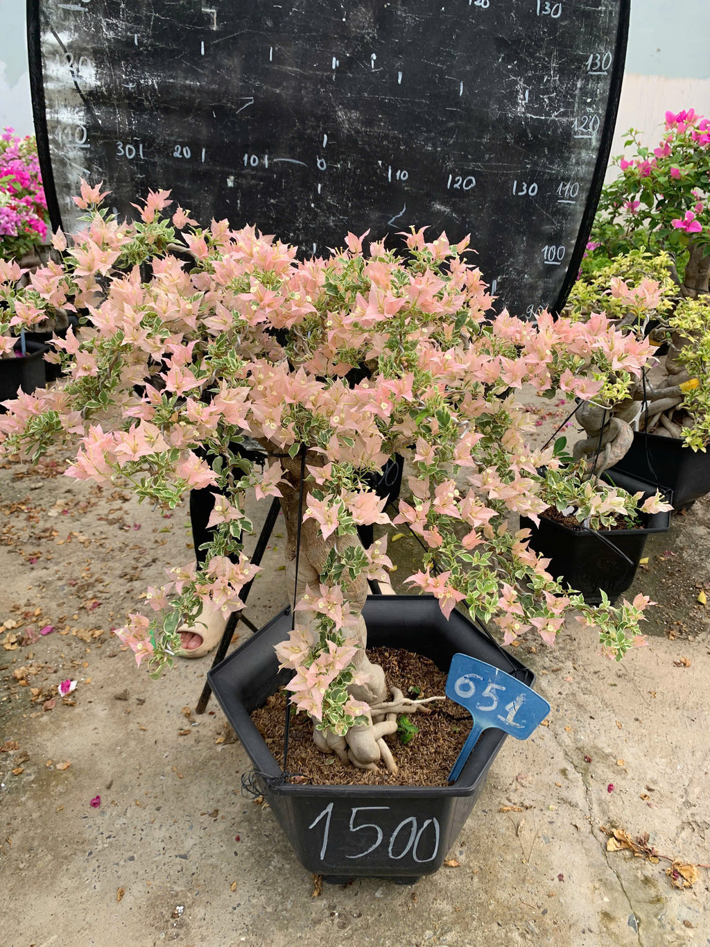 [CSF] Hoa Giấy Bonsai Cẩm Thạch Sakura Balecan  - Kiểu Dáng Tinh Tế - Màu Hoa Nhẹ Nhàng