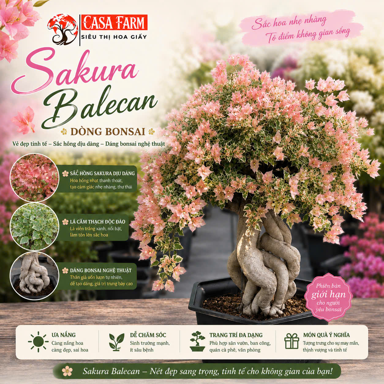 [CSF] Hoa Giấy Bonsai Cẩm Thạch Sakura Balecan  - Kiểu Dáng Tinh Tế - Màu Hoa Nhẹ Nhàng