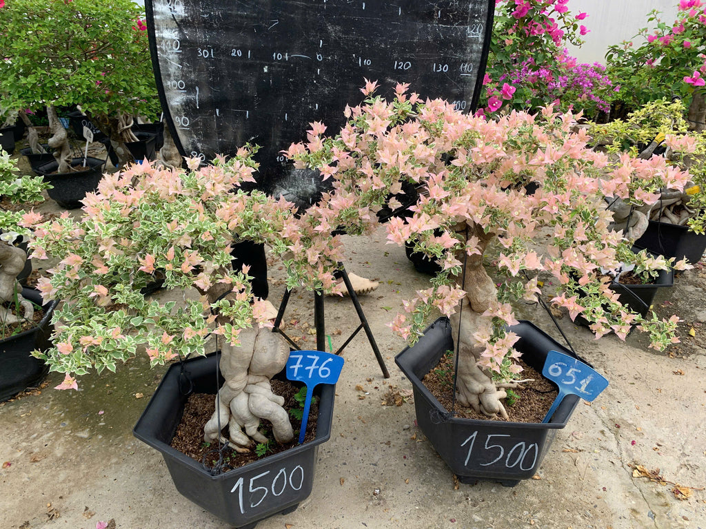 [CSF] Hoa Giấy Bonsai Cẩm Thạch Sakura Balecan  - Kiểu Dáng Tinh Tế - Màu Hoa Nhẹ Nhàng