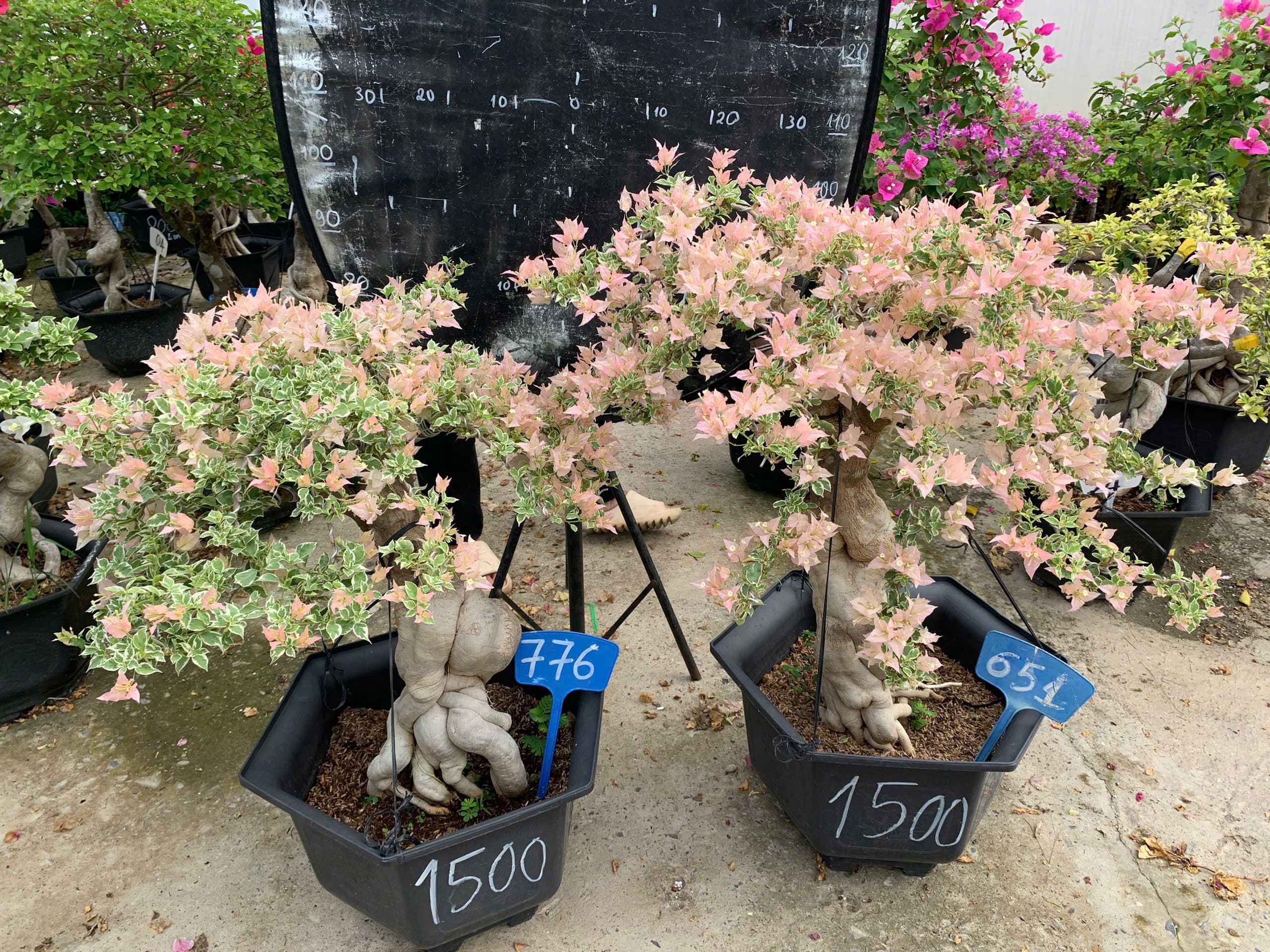 [CSF] Hoa Giấy Bonsai Cẩm Thạch Sakura Balecan  - Kiểu Dáng Tinh Tế - Màu Hoa Nhẹ Nhàng