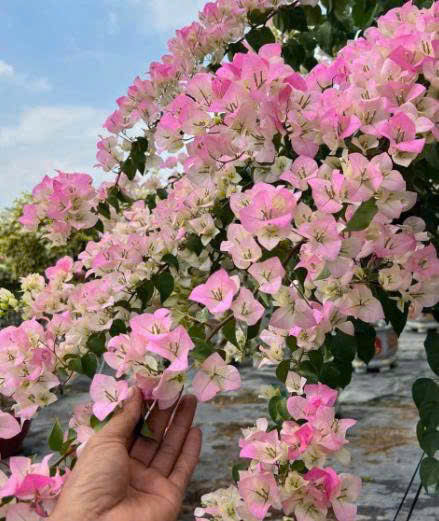 [CSF] Cây Giống Hoa Giấy Sakura - Ưa Nắng - Cây Khỏe - Bộ Rễ Tốt - Sai Hoa