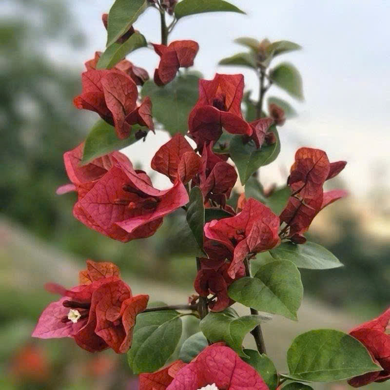 [CSF] Cây Giống Hoa Giấy Socola - Màu Sắc Ngọt Ngào - Dễ Chăm - Ưa Nắng
