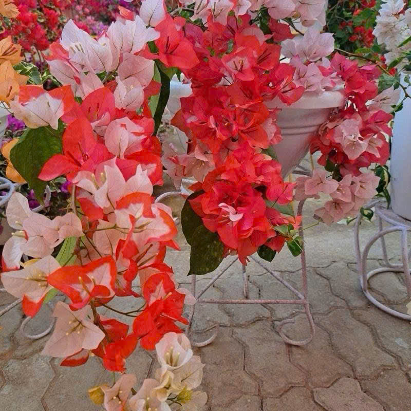 [CSF] Cây Giống Hoa Giấy Son Môi Cam - Màu Sắc Mới Mẽ - Cây Ưa Nắng - Dễ Chăm Sóc