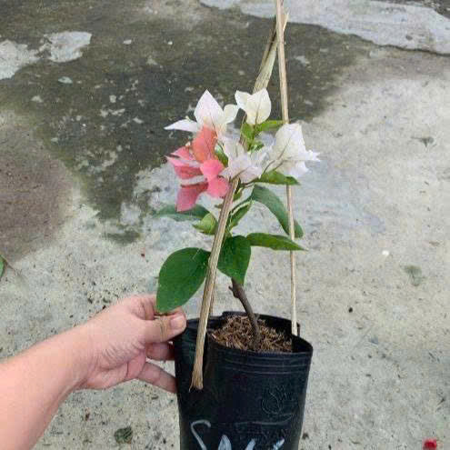 [CSF] Cây Giống Hoa Giấy Son Môi Cam - Màu Sắc Mới Mẽ - Cây Ưa Nắng - Dễ Chăm Sóc