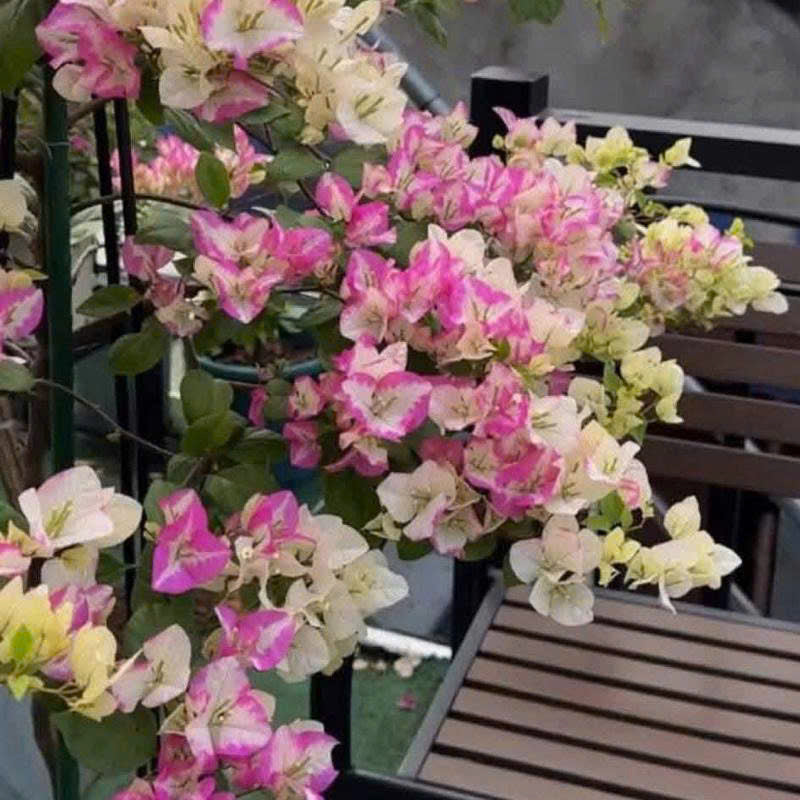 [CSF] Cây Giống Hoa Giấy Son Môi Hồng - Màu Sắc Nhẹ Nhàng - Cây Khỏe - Dễ Chăm